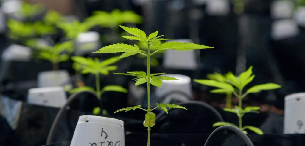 Santa Catarina avança com lei de fornecimento de cannabis medicinal via SUS