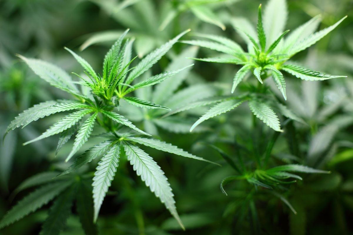 Lei que obriga estado a distribuir medicamentos à base de canabidiol pelo SUS será regulamentada