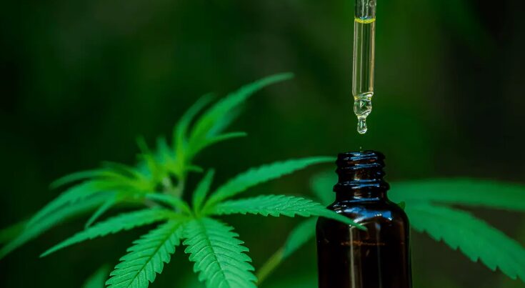Acordo entre laboratório de Anápolis e multinacional expande mercado de cannabis no Brasil
