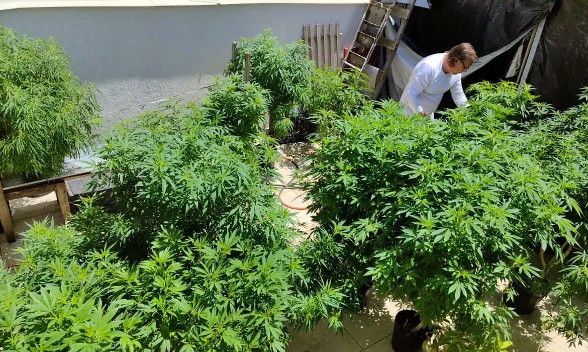 Anvisa estuda liberar manipulação de cannabis medicinal - Jornal Estado de Minas