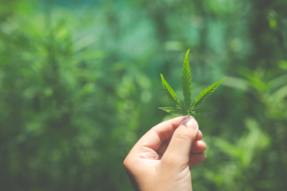 Argentino consegue aval da Justiça brasileira para cruzar a fronteira levando flores de maconha e canabidiol