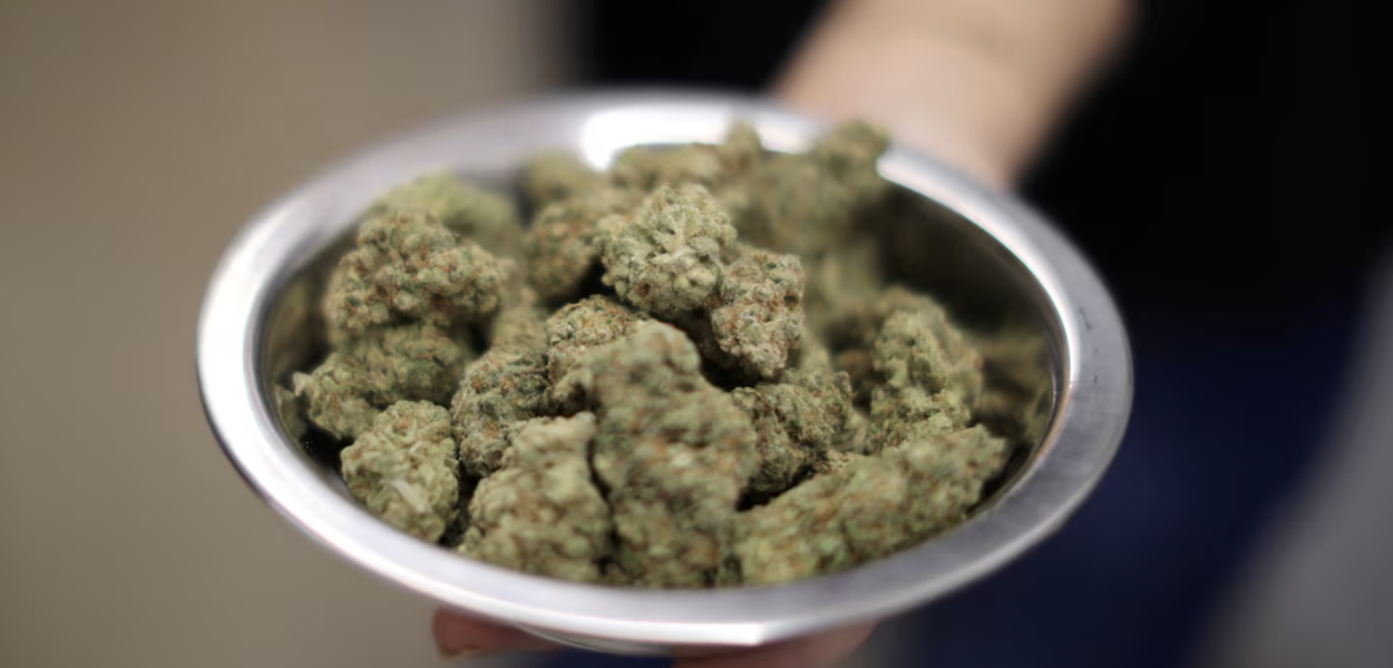 Com Trump 2.0, indústria da cannabis nos EUA enfrenta desafio