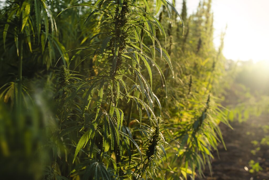De onde vem o limite de 0,3% de THC no cânhamo?