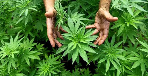 Farmácia em AL é autorizada a manipular e comercializar cannabis medicinal