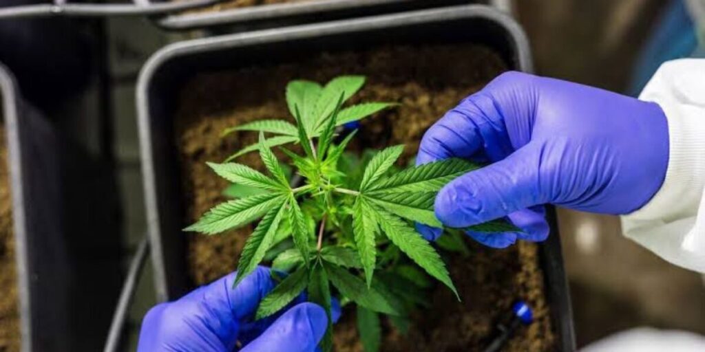 Goiás investe em novas pesquisas sobre cannabis medicinal e qualidade de vida