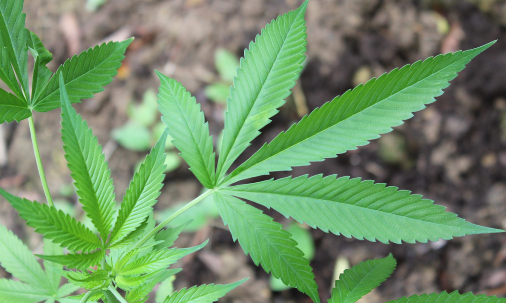 Governo Tarcísio veta a produção de cannabis medicinal pelo estado de São Paulo – Saúde – CartaCapital