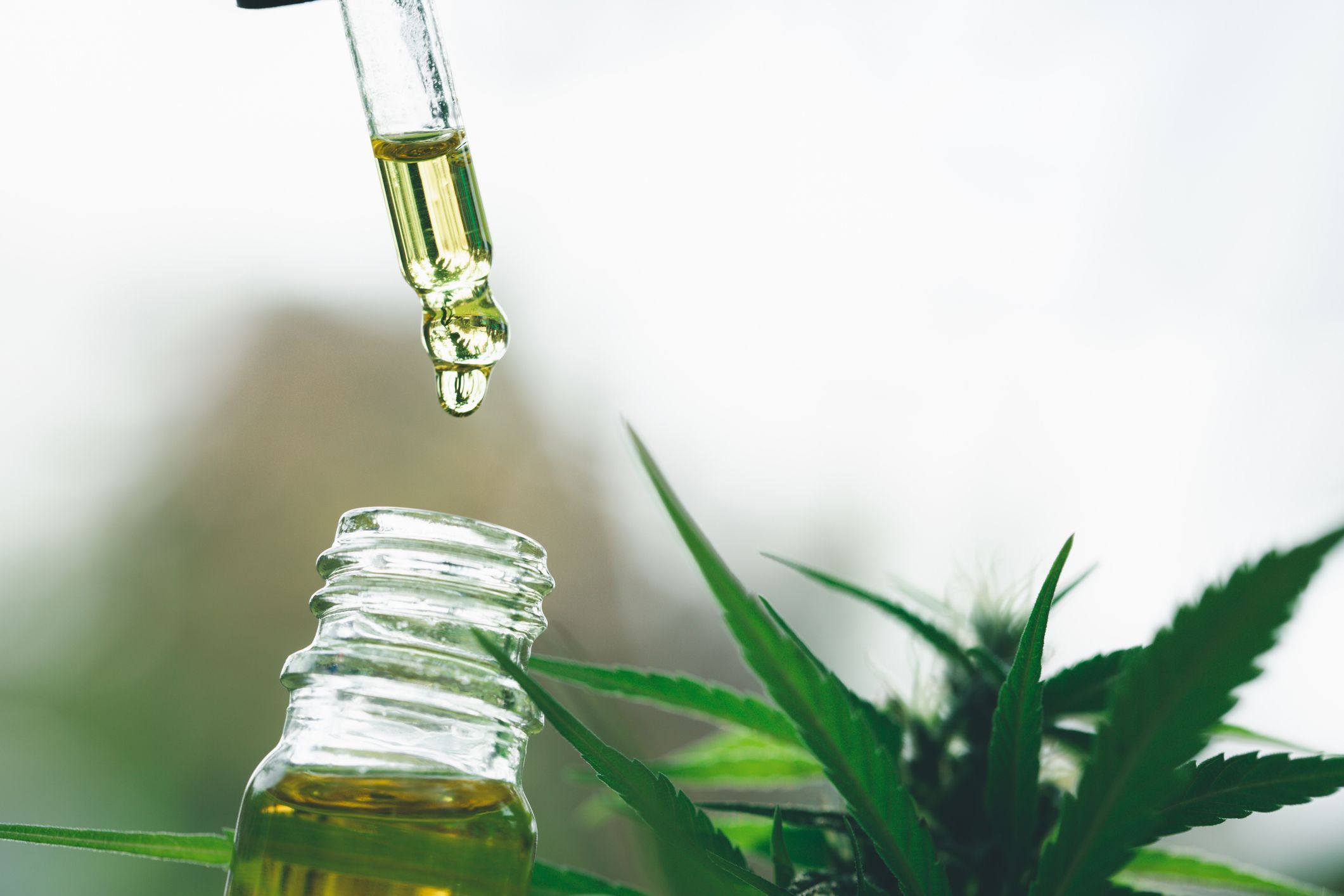Governo de SP veta projeto que inclui cannabis medicinal no Remédio Popular
