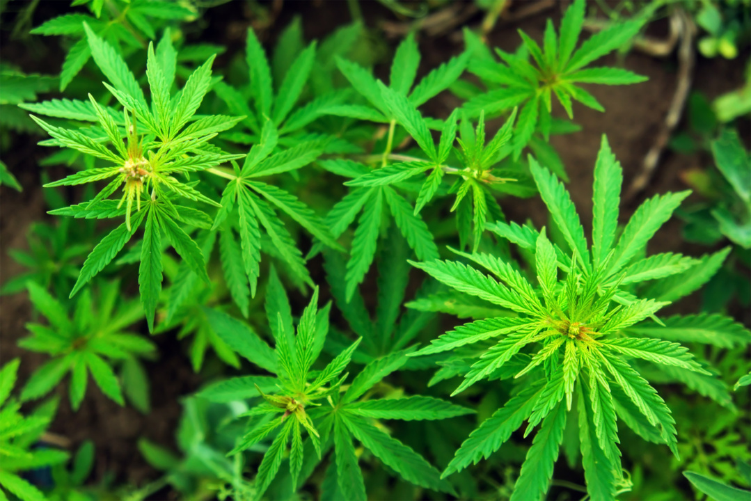 Homem com TDAH consegue salvo-conduto para plantar maconha