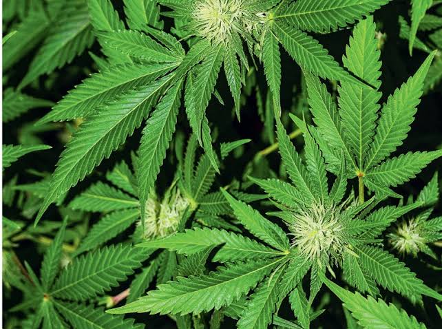 Homem com TDAH e ansiedade obtém salvo-conduto para cultivo de maconha – ÉTopSaber Notícias e Criptomoedas
