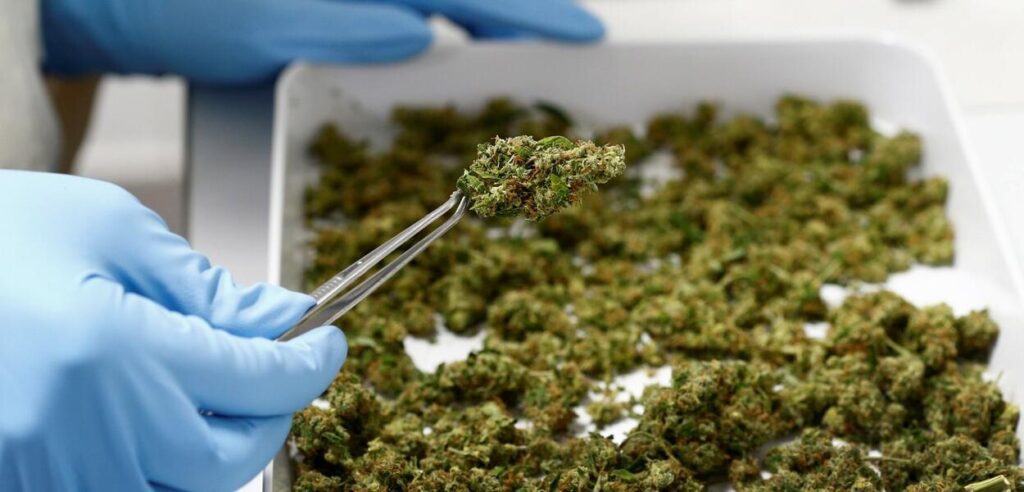 Homem com ansiedade e TDAH consegue salvo-conduto para plantar maconha