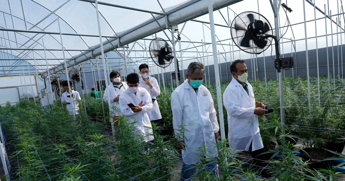 Justiça autoriza farmácia de manipulação a vender cannabis medicinal em Alagoas