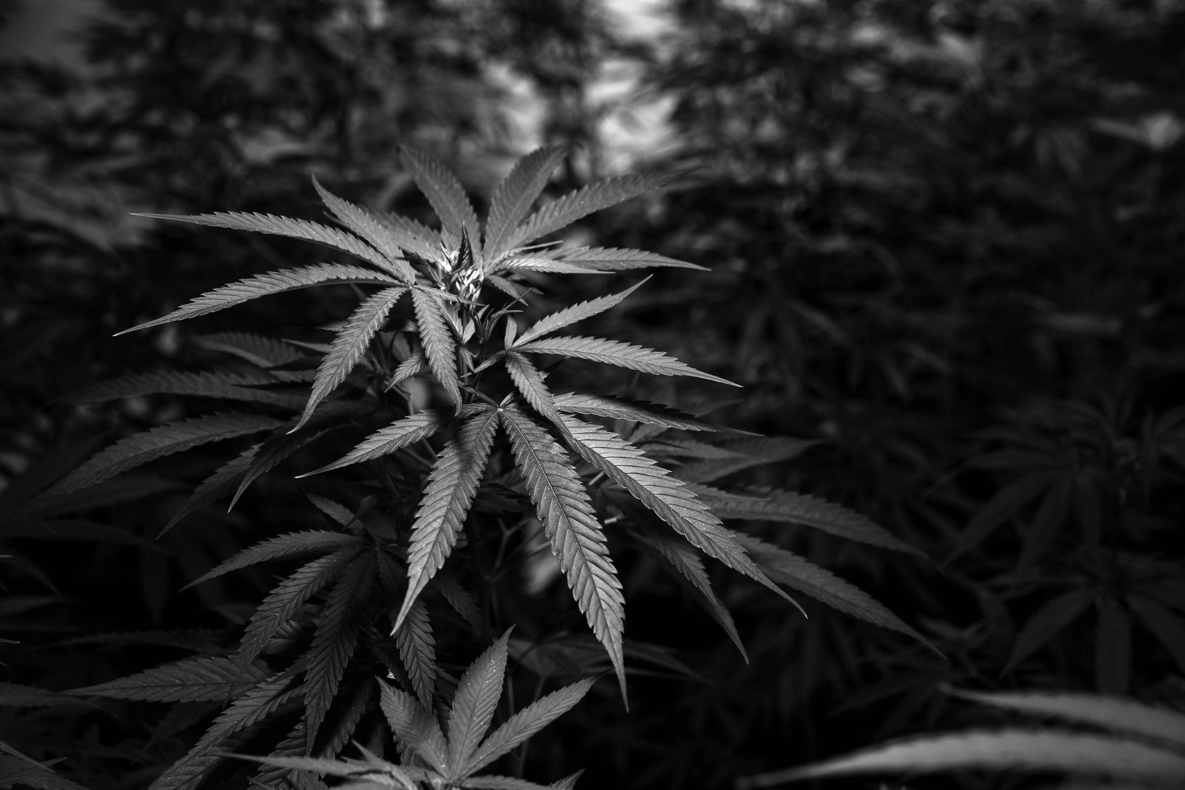 O bonde da maconha no Brasil - 13/01/2025 - Opinião