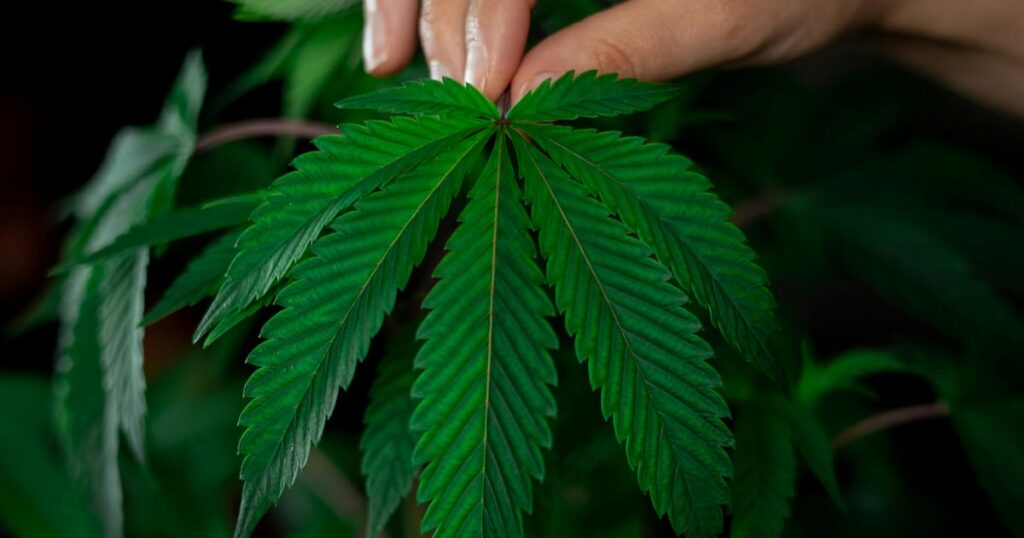 Projeto que previa produção medicinal de cannabis para reduzir custos de medicamentos em SP é vetado – Metro World News Brasil