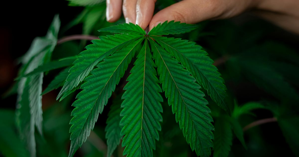 Projeto que previa produção medicinal de cannabis para reduzir custos de medicamentos em SP é vetado – Metro World News Brasil