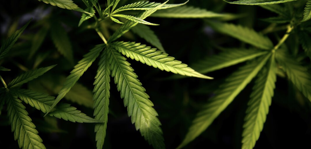 São Paulo veta fundação estatal para produzir cannabis medicinal