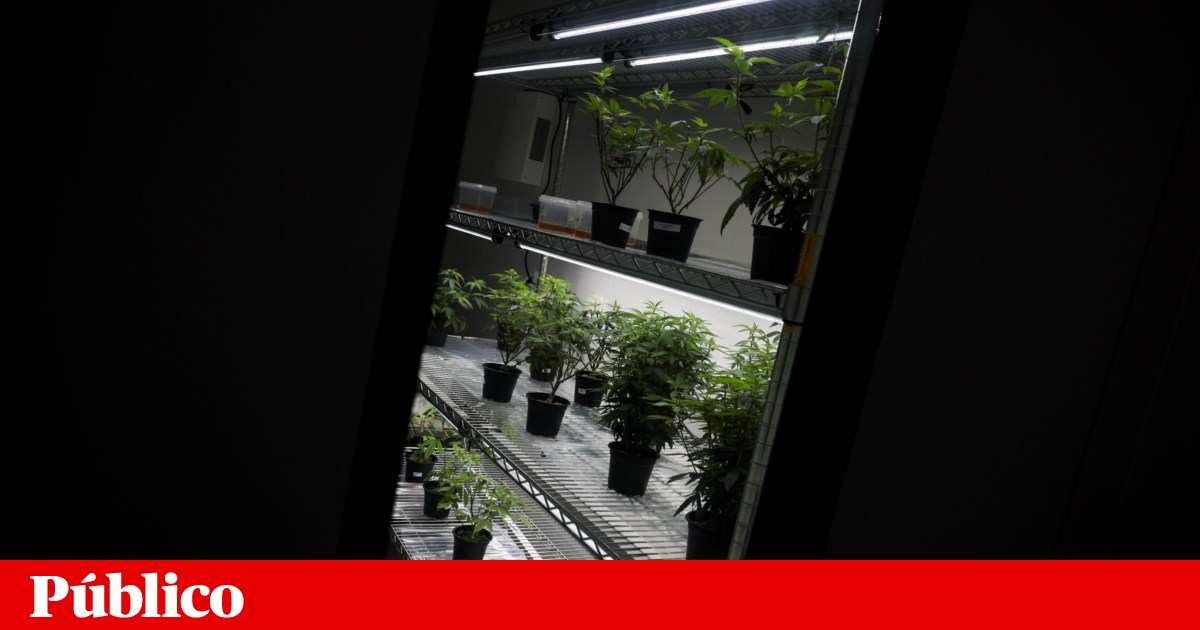 Suplementos alimentares à base de cannabis não têm efeito terapêutico | Investigação científica