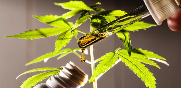 Vice-governador de SP veta produção de cannabis medicinal pelo estado