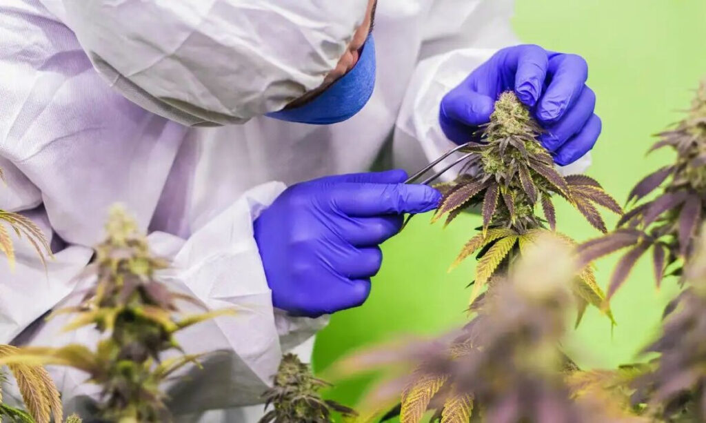 STJ nega mais prazo para regulamentar cannabis para fins medicinais | Notícias de Campo Grande e MS