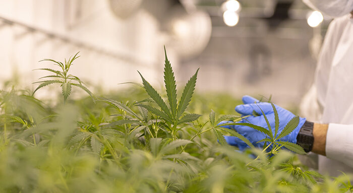 Consumo de canábis medicinal cresce nos hospitais em Portugal e exportações atingem novos máximos