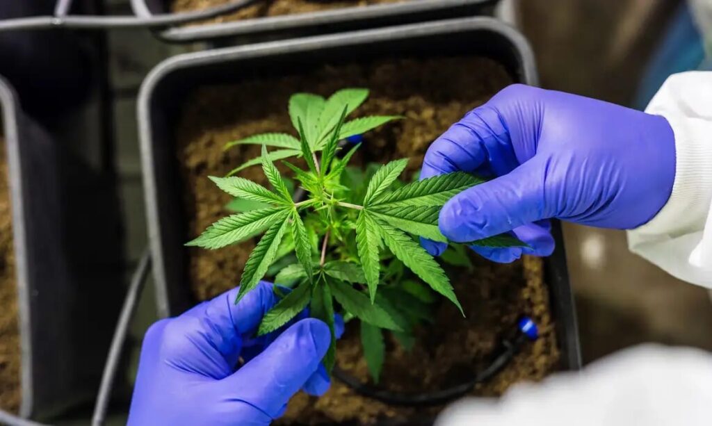 Cresce busca por habeas corpus para cultivo de Cannabis para uso medicinal - THMais