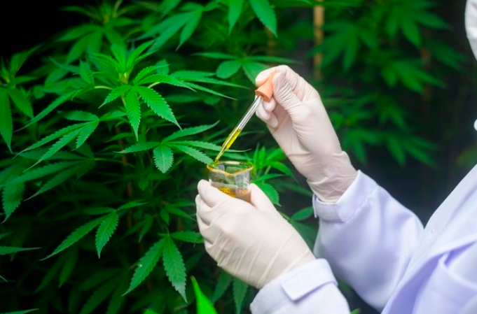 Decisão do TJRN autoriza tratamento de pacientes de diversas doenças com canabidiol
