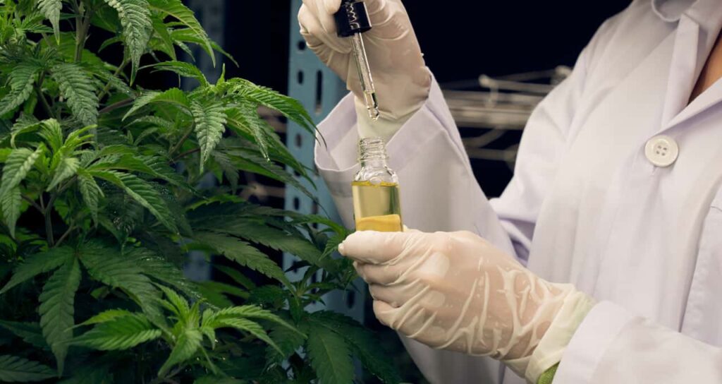 Estudo aponta que cannabis medicinal pode promover efeito anti-idade no cérebro