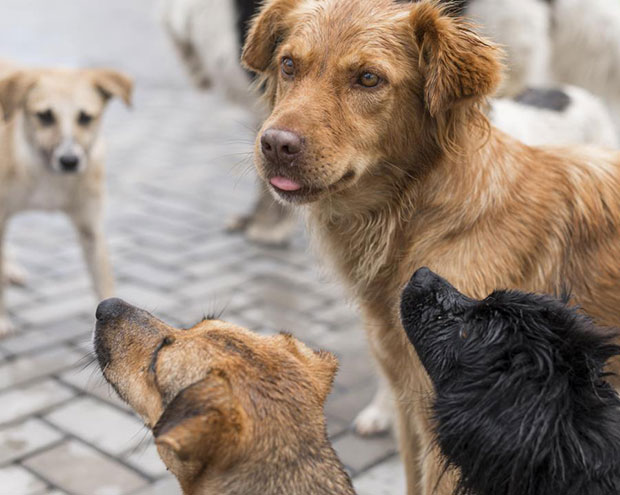 Feira de adoção será realizada na Sede da Defesa Animal de Atibaia nesta quarta-feira (12) – Atibaia.com.br