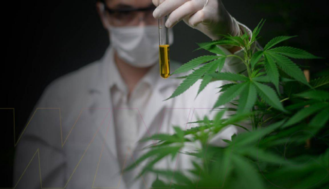 Governo de SP veta inclusão de cannabis medicinal no Remédio Popular