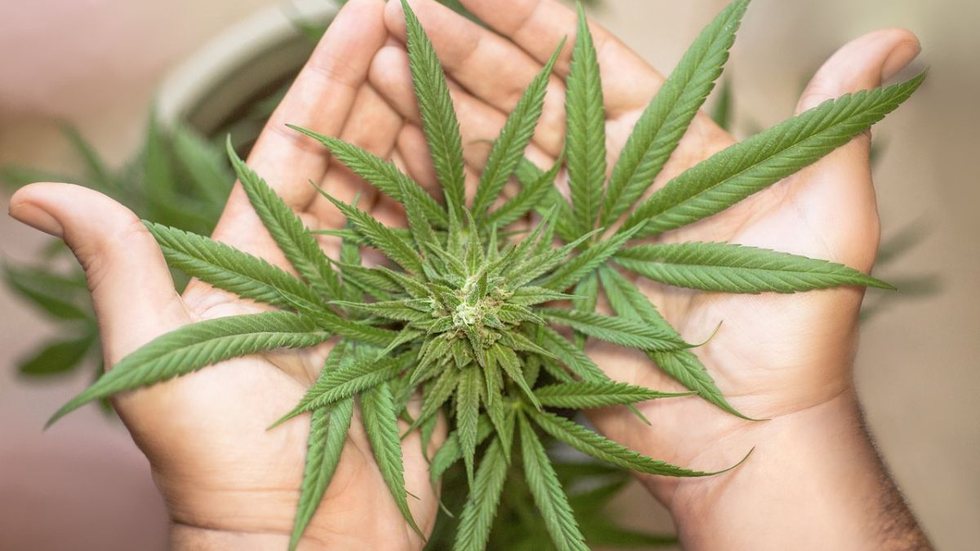 Governo de SP veta projeto de lei para medicamentos de cannabis; entenda