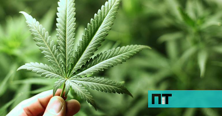 Há cada vez mais hospitais portugueses a optar por tratamentos com canábis medicinal – NiT