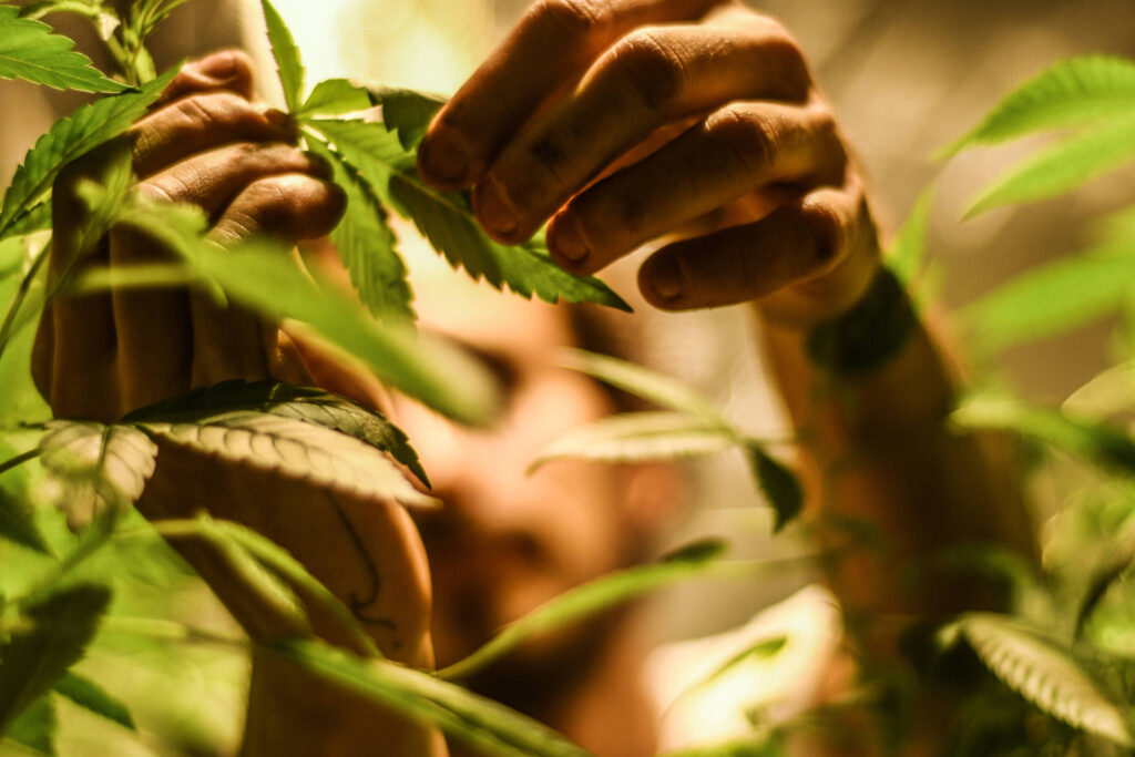 Habeas corpus para cultivar Cannabis medicinal cresce - 14/02/2025 - Equilíbrio e Saúde