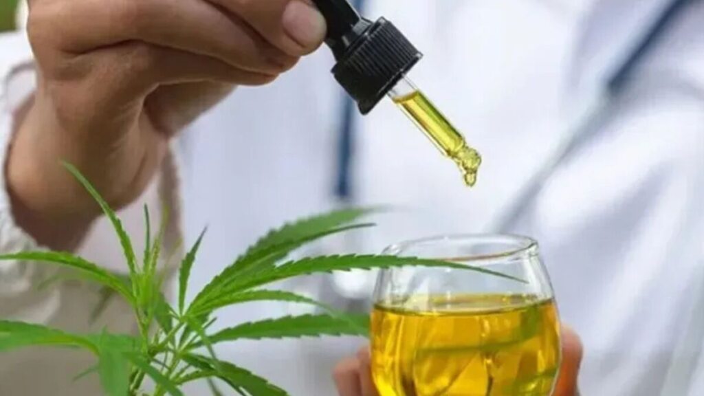 Justiça autoriza morador de Apucarana a cultivar cannabis em casa