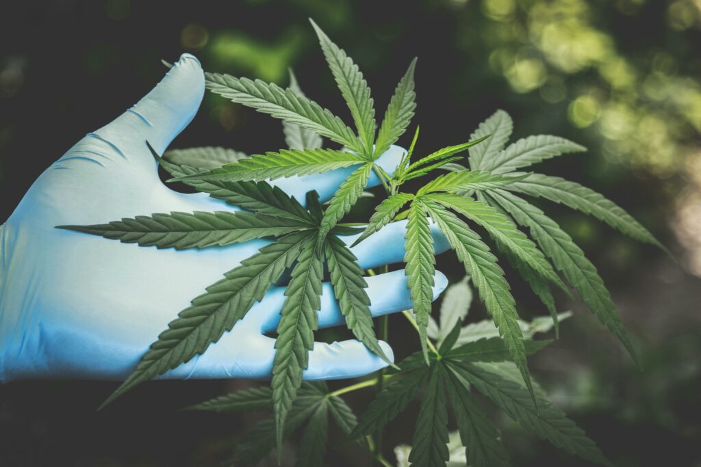 Ministros do STJ mantêm prazo para Anvisa regulamentar cultivo de cannabis medicinal