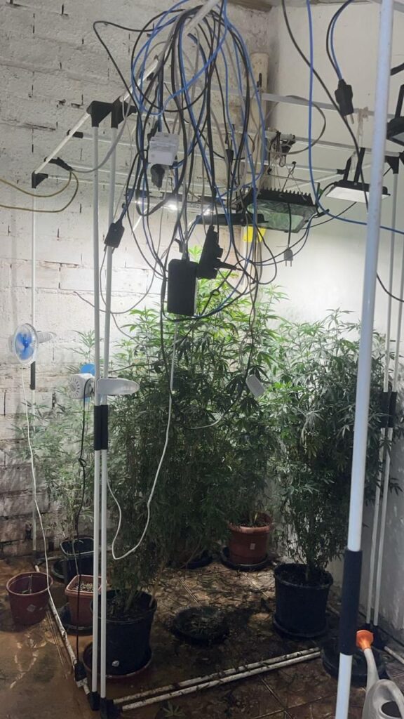 Paciente autorizado a cultivar cannabis é preso por produzir 'supermaconha'.