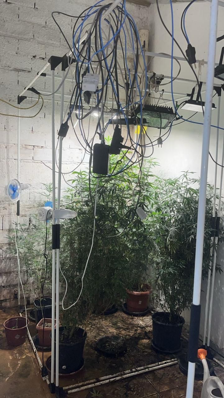 Paciente autorizado a cultivar cannabis é preso por produzir 'supermaconha'.