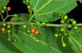 Pesquisa identifica Canabidiol em planta nativa brasileira