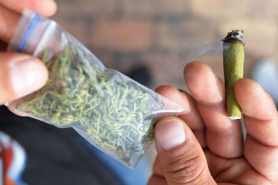 Relação entre Cannabis Potente e Aumento da Esquizofrenia