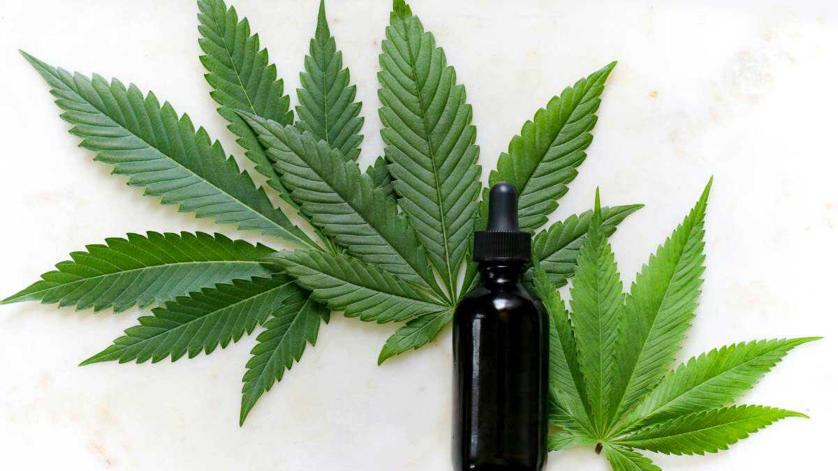 Ribeirão Pires libera cannabis medicinal no SUS para pacientes vulneráveis