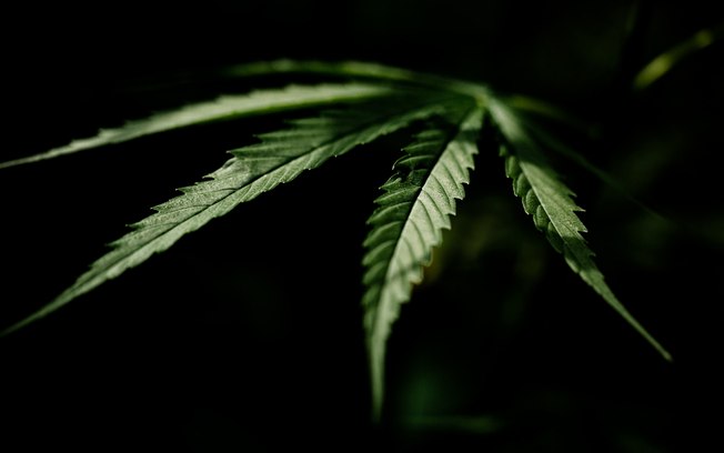 STJ mantém prazo para regulamentação da cannabis medicinal – Jornal Floripa – Geral