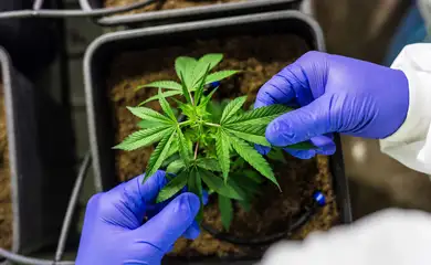 STJ nega mais prazo para regulamentar cannabis para fins medicinais -