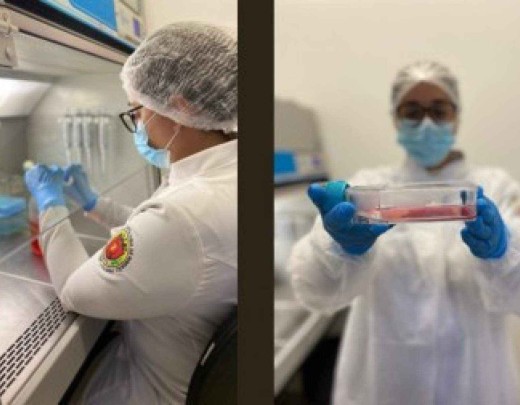 Canabidiol pode estimular a biomineralização dos dentes, sugere estudo