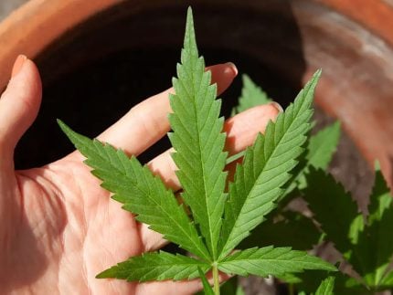 Anvisa faz proposta para venda de cannabis medicinal em farmácias de manipulação