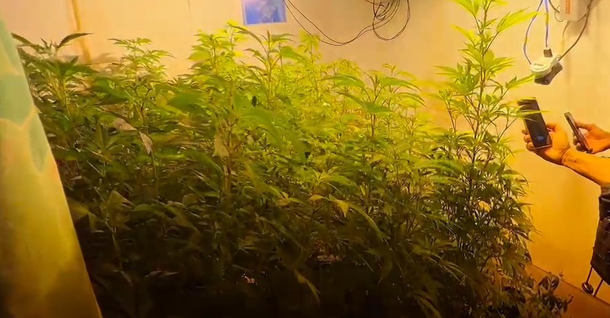 Advogado preso em laboratório de maconha é solto; defesa alega consumo pessoal