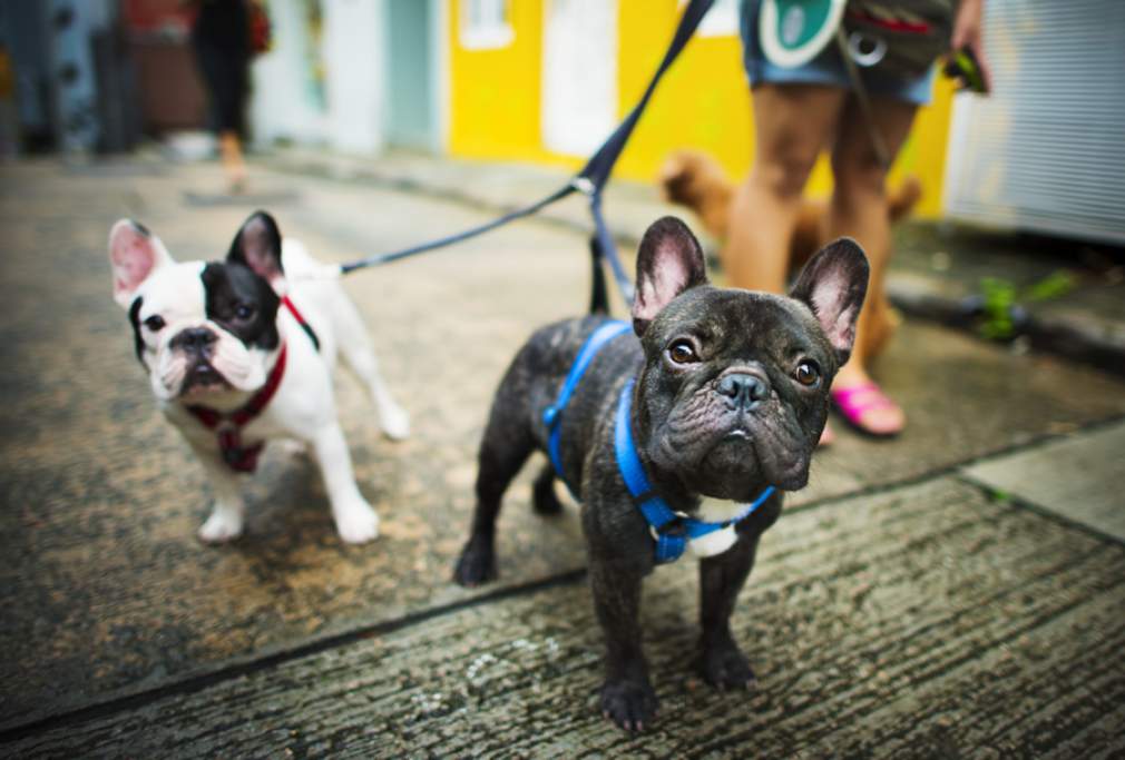 Animais de estimação são a pata direita da saúde mental
