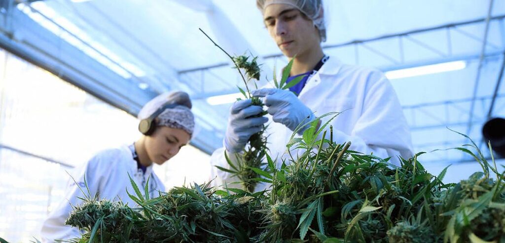 Anvisa abre consulta pública e propõe venda de cannabis medicinal em farmácias de manipulação