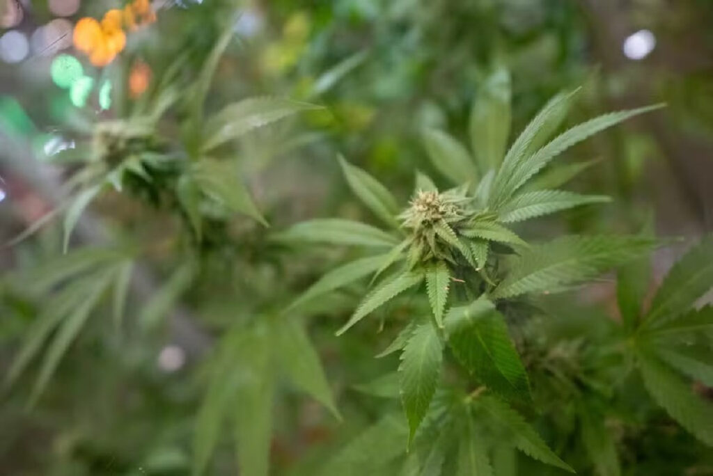 Anvisa abre consulta pública para atualizar regras sobre produtos à base de cannabis