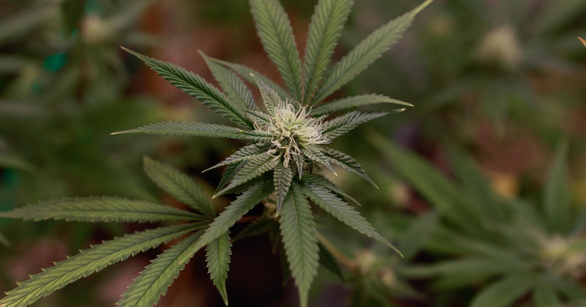 Anvisa abre consulta pública para revisar normas sobre produtos à base de cannabis; veja propostas