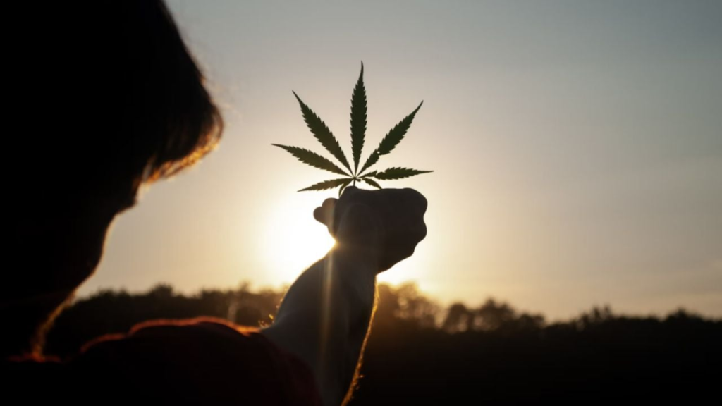 Anvisa abre consulta pública sobre regulação de Cannabis no Brasil