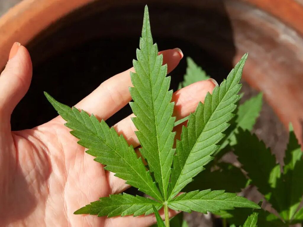 Anvisa faz proposta para venda de cannabis medicinal em farmácias