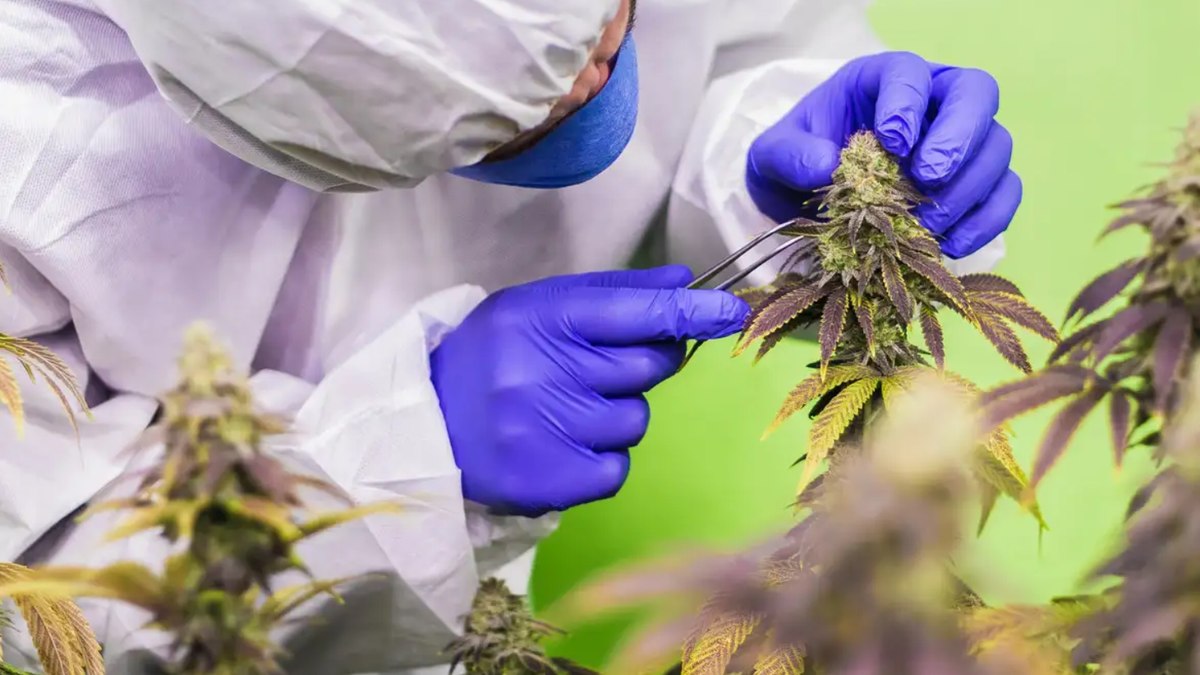 Anvisa pode permitir venda de medicamentos à base de Cannabis